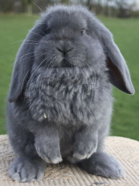 French Lop English Lop Rabbit, French Lop Rabbit, French Lop, Mini Lop Bunnies, Bunny Cottage, Angora Bunny, Lop Bunnies, Cute Bunny Pictures, Cute Small Animals