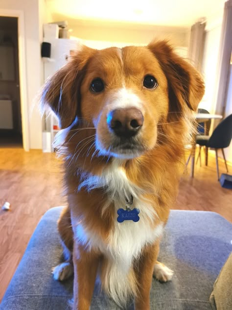 Toller Retriever Puppies, Ginger Dogs, Toller Dog, Ginger Dog, Cute Fluffy Dogs, Orange Dog, Really Cute Puppies, Really Cute Dogs, Fluffy Dogs