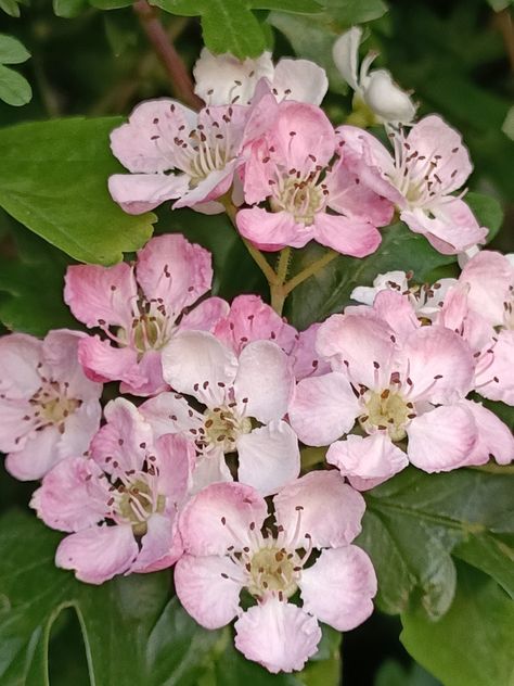 Hawthorn Flower Aesthetic, Hawthorn Blossom Tattoo, Hawthorne Flower Aesthetic, Hawthorne Flower Tattoo Color, Common Hawthorn Tattoo, Hawthorn Bouquet, Flowering Hawthorn, Floral Jellyfish Tattoo, Hawthorn Flower Tattoo