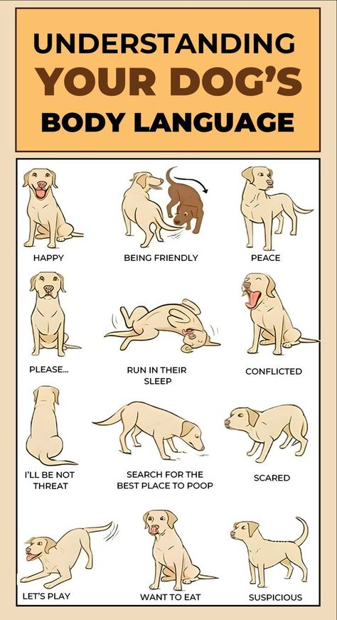 Puppy Language, Dogs Body Language, Dog Emotions, Dog Infographic, Dog Body Language, Dog Remedies, Dog Language, Helpful Things, Dog Health Care