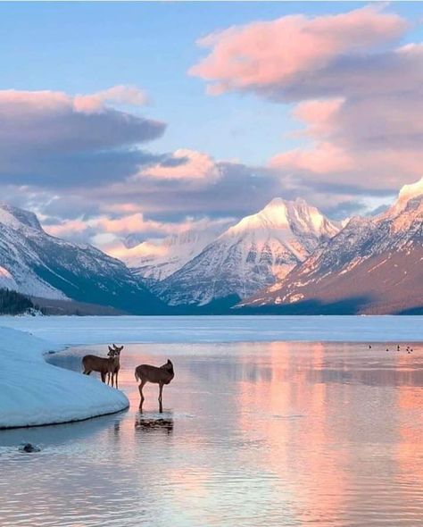 ࿐❥𝖳𝖾𝗋𝖾𝗌𝖺 𝖫 ࿐❥  on Twitter: "Good evening… " Visit Montana, Hiking Photography, Glacier National Park Montana, Winter Sunset, Glacier National, Glacier National Park, Yellowstone National, Travel And Leisure, Beautiful Sunset