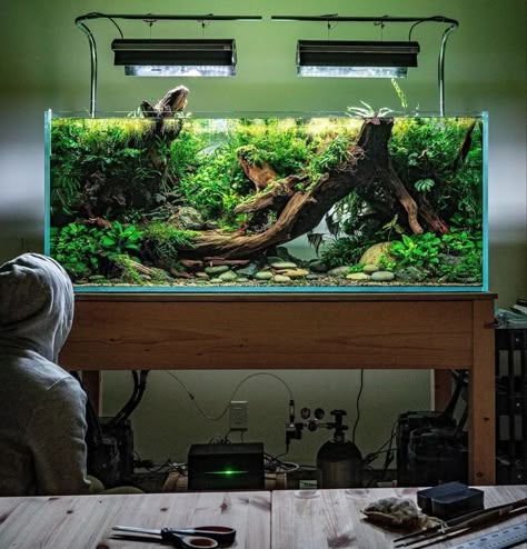 Square Aquarium Ideas, Dragonstone Aquascape, Long Aquascape, Shallow Aquascape, Aquascape Aquarium Ideas, Aquarium Scaping, Aqua Scape, Aquarium Aesthetic, Aquascaping Plants