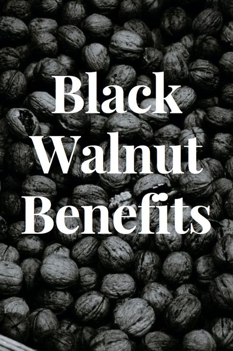 Black Walnut Benefits Black Walnut Uses, Black Walnut Parasite Cleanse, Black Walnut Hull Uses, Black Walnut, Benefits Of Wormwood, Black Walnut Recipes, Walnut Oil Benefits, Black Walnut Hull Benefits, Black Walnut Tincture How To Make