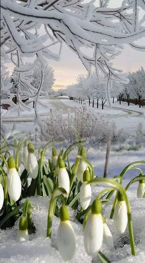 숲 사진, Snowy Landscape, I Love Winter, Winter Love, Winter Scenery, Winter Magic, Winter Beauty, Winter Flowers, Spring Aesthetic