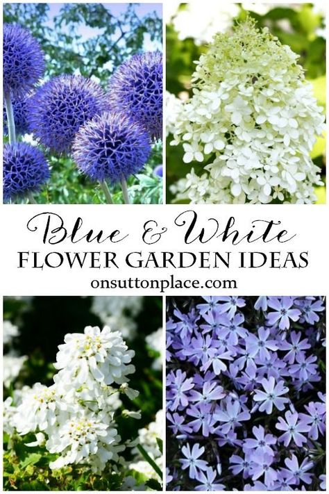 Blue & White Flower Garden Ideas | Suggestions for blooming plants to fill your garden with the classic colors of blue and white. White Flower Garden Ideas, White Flower Garden, Blue Flowers Garden, Flower Garden Ideas, Sutton Place, Flower Garden Design, Purple Garden, Have Inspiration, Flower Landscape