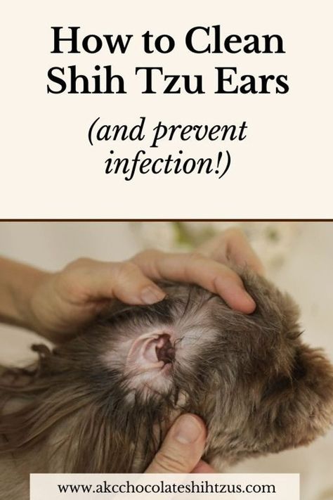 Groom Shih Tzu, Shih Tzu Care Tips, Shih Tzu Care, Grooming A Shih Tzu At Home, How To Groom A Shih Tzu At Home, Dog Grooming Styles Shih Tzu, Shih Tzu Teddy Bear Haircut, Shih Tzu Grooming Styles, Shih Tzu Hair Styles