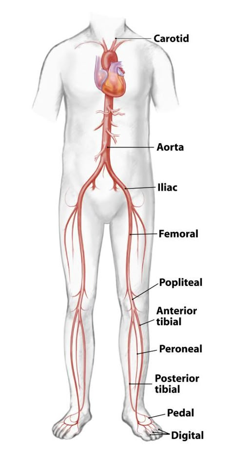 Vascular Anatomy, Arteries Anatomy, Vascular Ultrasound, Medical Assistant Student, Nursing School Inspiration, Sistem Saraf, Vascular Surgery, Basic Anatomy, Nurse Study