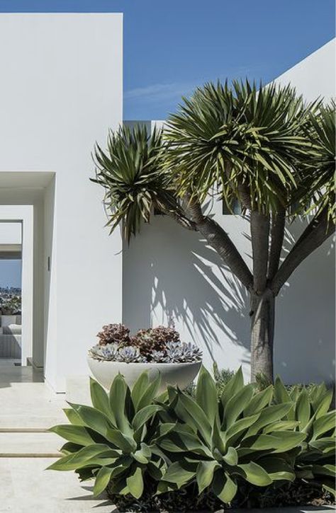 Tropical Modern Landscaping, Front Door Tropical Plants, Minimalist Landscaping Front Yard, Agave Plant Landscaping Florida, Small Mediterranean Garden, Palm Tree Entrance, Yuca Plant Outdoor, White Bird Of Paradise Plant Landscape, Minimal Tropical Garden