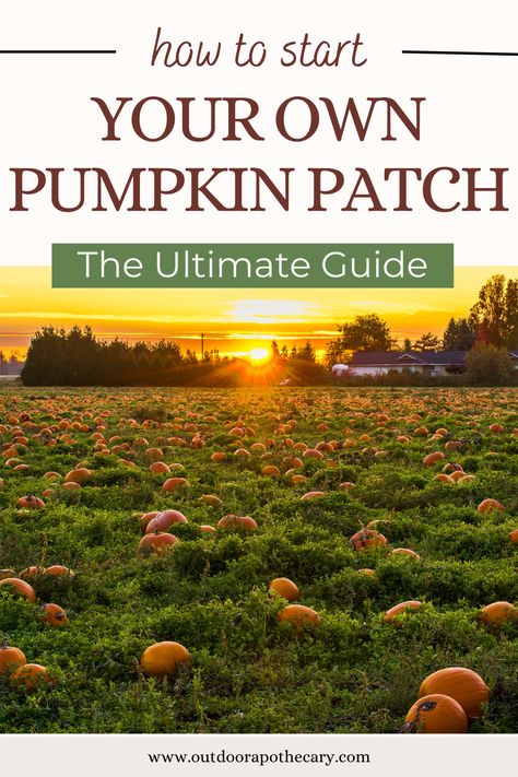 Diy Pumpkin Patch Garden, Pumpkin Patch Business, Outdoor Apothecary, How To Grow Pumpkins, Pumpkin Vines, Grow Pumpkins, Pumpkin Patch Farm, Starting A Farm, Best Pumpkin Patches