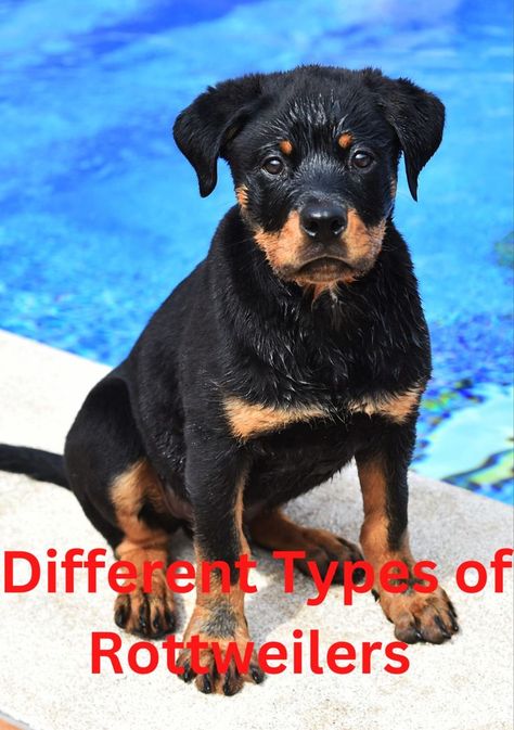 Different Types of Rottweilers Rottweiler Breed, Rottweiler Puppies, Rottweiler, Different Types, The Original, Puppies, Dogs, Animals