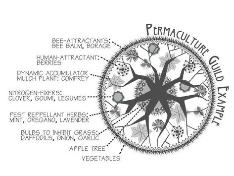 New to permaculture, but a little confused. (forest garden forum at permies) Tree Guild, Food Forest Garden, Permaculture Principles, Ecology Design, Permaculture Gardening, Permaculture Design, Old Orchard, Edible Landscaping, Food Forest