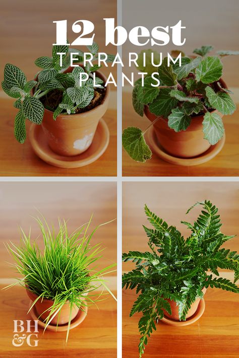 No matter what time of year it is, use our favorite selection of terrarium plants to help create your own thriving mini container garden. #terrariumplants #minicontainergarden #indoorplants #bestplantsforterrariums #bhg Plant Ideas Indoor, Plants For Terrariums, Best Terrarium Plants, Closed Terrarium Plants, Indoor Plant Ideas, Indoor Plants Decor, Mini Container, Mini Serre, Diy Succulent Terrarium