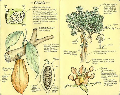 Cacao tree Cocoa Flower, Cacao Tree Illustration, Growing Cacao Trees, Cocoa Plant Illustration, Chocolate Facts, Chocolate Watercolor, Cacao Plant, Research Notes, Cocoa Tree