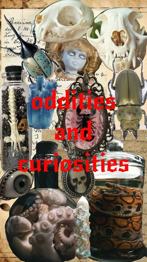 oddities and curiosities Oddities And Curiosities, Oddities Decor, Taxidermy, Birthday, Pins, Quick Saves