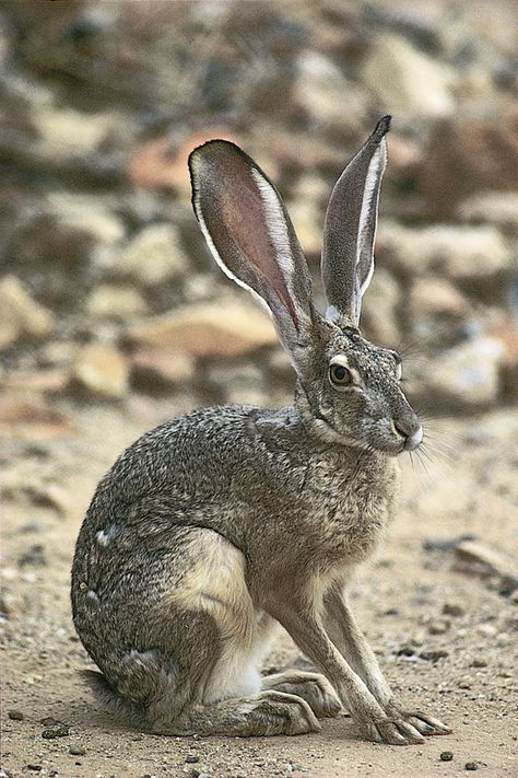 Black-tailed jackrabbits (Lepus californicus) are widespread on the western plains of North America. Black Tailed Jack Rabbit, Hare Reference Photo, Hare Character Design, Hare Fursona, Jackrabbit Art, Steampunk Blacksmith, Hare Aesthetic, Animals Hybrid, Hare Reference