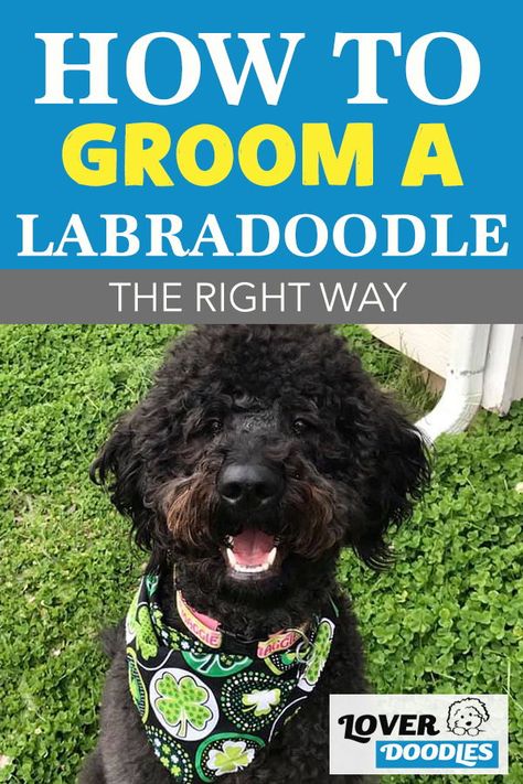 Have you decided to groom your labradoodle at home? Here are some helpful tips to keep your doodle calm and give them the best haircut! #DoodleGrooming #DogGroomingTips #DIYDogGrooming How To Groom A Labradoodle At Home, Labradoodle Grooming Haircuts, Australian Labradoodle Grooming, Labradoodle Hair, White Labradoodle, Labradoodle Haircut, Labradoodle Grooming, Dog Grooming Diy, Dog Grooming Tools