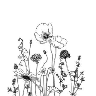 Garden Drawing, Violet, Black And White, Flowers, White, Black