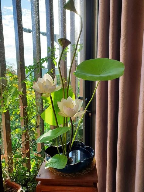 Lotus House Plant, Indoor Water Lily, Lotus Flower Plant Indoor, Indoor Lotus Plant, Lotus Indoor, Lotus Flower Plant, Flowers In The House, Lotus Plant, Plants Are Friends