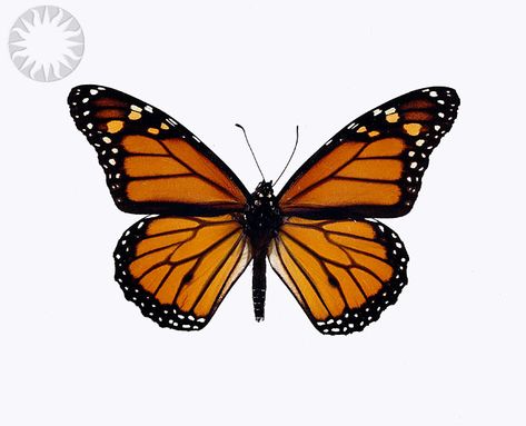 Monarch Butterfly : Free Download, Borrow, and Streaming : Internet Archive Text Icons, Monarch Butterflies, Image Icon, Animal Species, Web Icons, Ap Art, Monarch Butterfly, Draw Your, 1 Million