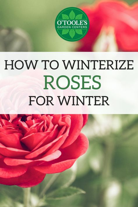 Now that autumn has arrived, it’s time to start getting your roses ready for their long winter’s nap. With a little bit of planning and prep, you can make sure your roses wake up healthy and refreshed in the spring. Click to learn how to winterize your roses in four easy steps! #Gardening #GardeningTip #GardeningTips #Roses #Rose #RoseGardening Rose Pruning Winter, How To Winterize Rose Bushes, How To Trim Rose Bushes For Winter, Winterize Rose Bush, Protecting Roses In Winter, How To Prune Roses For Winter, Pruning Roses For Winter, Winterize Outdoor Plants, Preparing Roses For Winter