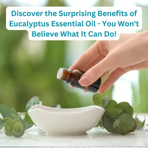 Benefits Of Eucalyptus, Yl Oils, Eucalyptus Tree, Oil Warmer, Respiratory Health, Eucalyptus Oil, Eucalyptus Essential Oil, Oil Uses, Essential Oil Uses