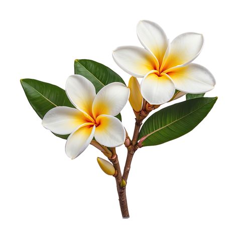 AI generated showcases frangipani blossom isolated on transparent background Frangipani Illustration, Frangipani Tattoo, Side View Drawing, Poster Rangoli, Single Art, Frangipani Flower, Single Flowers, Flower Tattoo Drawings, Beach House Wall Decor