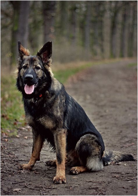 West German Working Line German Shepherd: 8 Point Guide Rottweiler Temperament, German Shepherd Colors, Rottweiler Facts, Types Of German Shepherd, German Dog Breeds, German Pinscher, Rottweiler Lovers, Swiss Mountain Dogs, Black German Shepherd