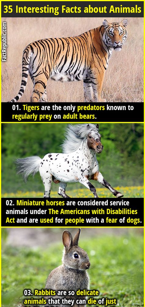 1. Tigers are the only predators known to regularly prey on adult bears. #tiger #miniaturehorse #american #wild #animals #rabbit #factrepublic #wtffact #knowledge #funfact Interesting Animal Facts, Interesting Facts About Animals, Fun Animal Facts, Funny Animal Facts, Weird Animal Facts, Animal Facts Interesting, Fear Of Dogs, Funny Animal Faces, Facts About Animals