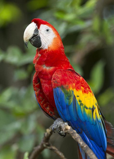 https://flic.kr/p/21FMg7w | white beak Regard Animal, Scarlet Macaw, Parrots Art, Macaw Parrot, Colorful Parrots, Most Beautiful Birds, Kinds Of Birds, Nature Birds, Bird Pictures