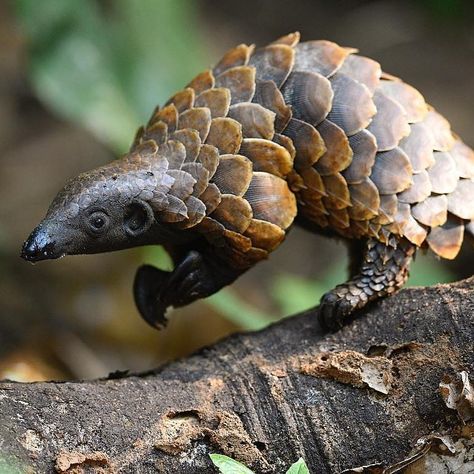 Is this animal real?!?⁣ ⁣ It most certainly is! You are looking at the rare black-bellied pangolin. They are the smallest of the 8 pangolin… Pangolin Photography, Pangolin Art, Animals Endangered, Dead Animals, Interesting Animals, Unusual Animals, Rare Animals, Endangered Animals, Favorite Animal