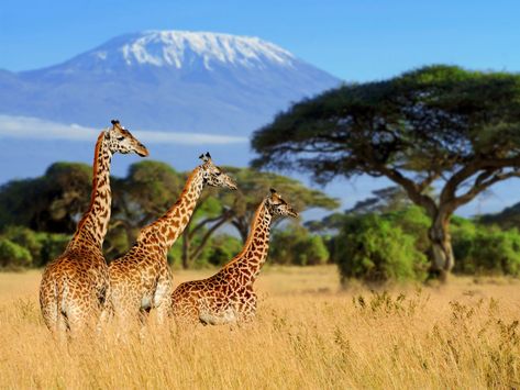 The best ways to save money on an unforgettable DIY African safari.  #youdreamwedesign  #africatravel  #intoafrica  #safarisisalwaysagoodidea  #safariculture  #safaritoafrica  #Rothschildsafaris Giraffe In Savannah, Kenya Landscape, Birthday Drawings, Congo River, African Landscape, Majestic Creatures, Mount Kilimanjaro, Africa Do Sul, Safari Adventure