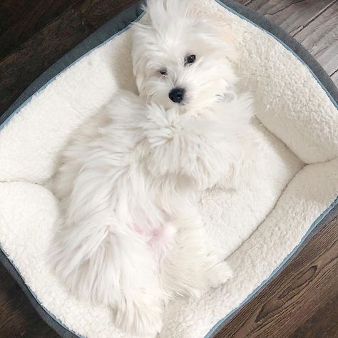 14 Fascinating Facts About Cotons de Tuléar Cotton De Tulear Dogs, Coton Du Tulear, Cotton De Tulear, Coton De Tulear Puppy, Coton De Tulear Dogs, Coton De Tulear, Dog Training Techniques, Dog Stories, Maltese Dogs