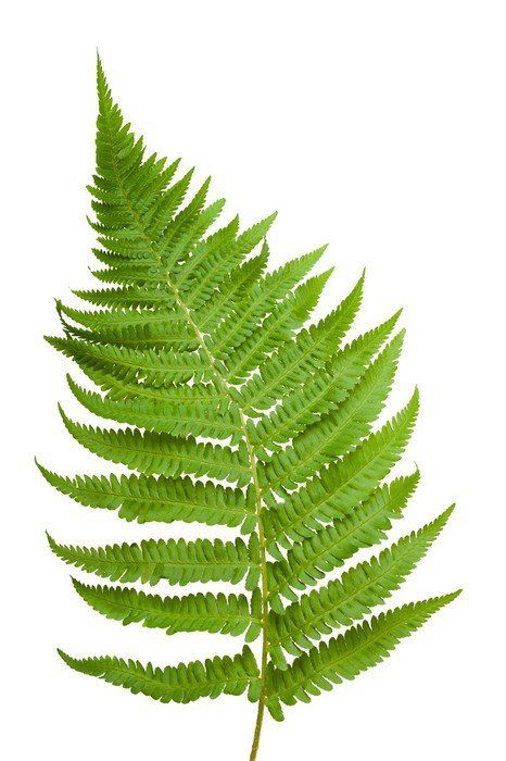 Eucalyptus Cinerea, Fern Images, Plant Reference, Plant Texture, Leaf Photography, Fern Leaf, Fern Plant, Tropical Leaf Print, Leaf Wall