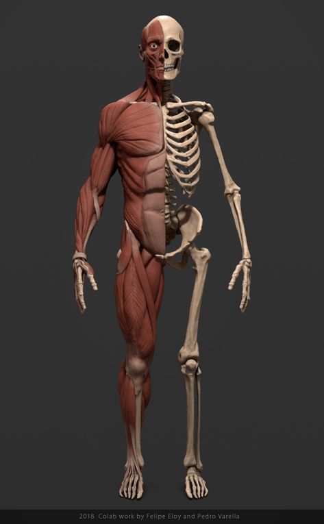 Human Skeleton Anatomy, Human Model, Human Muscle Anatomy, Human Anatomy Reference, Me And Him, Anatomy Images, 3d Karakter, Skeleton Anatomy, Skeleton Drawings