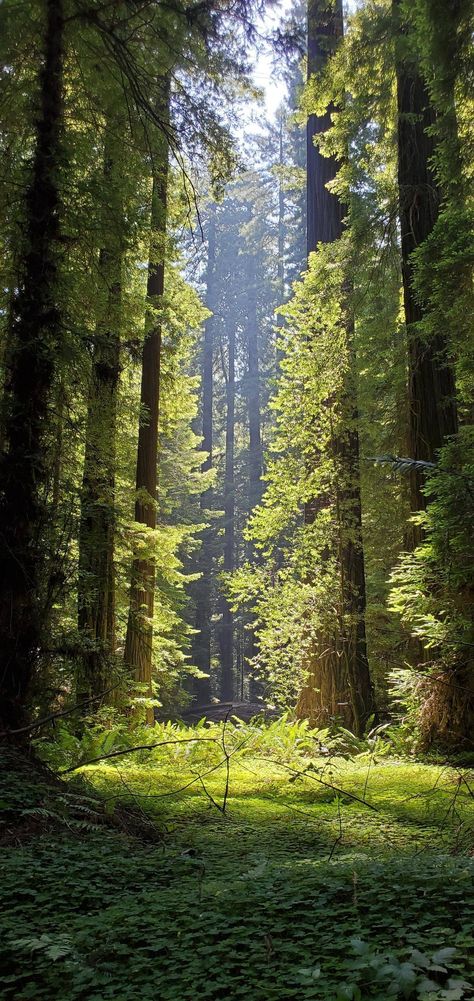 Forest Clearing Photography, Woods Reference Photo, Background Reference Photo Nature, Ground Level Photography, Background Trees Photography, Forest Reference Photo, Nature Reference Photos, Nature Oc, Forest Landscape Photography