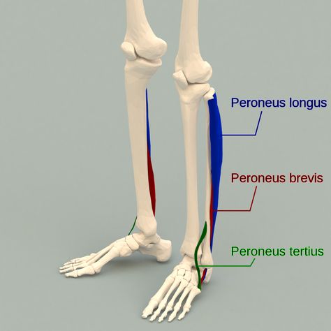 Peroneus Longus, Lower Leg, Human Anatomy, Muscle Groups, Health Science, Lower Body, Muscles, Anatomy, Google Search