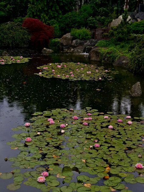 Louts Flower Aesthetic, Lotus Pier Aesthetic, Lotus Pond Aesthetic, Kyoto Garden London, Lotus Flower Aesthetic, Autumn Whimsigoth, Lotus Flower Garden, Aesthetic Lotus, Lotus Flower Wedding