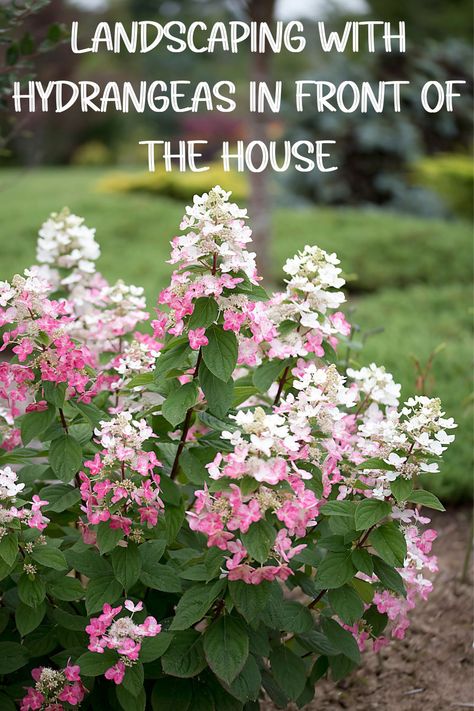 Family Garden Ideas, Landscaping With Hydrangeas, Hydrangea Flower Bed, House Curb Appeal, Hydrangea Shade, Indian Agriculture, Front Porch Landscape, Boxwood Landscaping, Front Yard Flowers