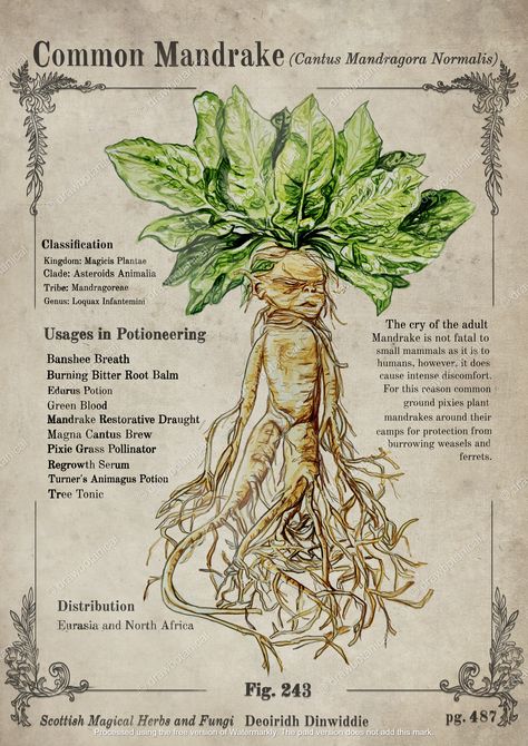 Magick Mandrake Plant page from herbology textbook artwork #herbology #harrypotter #botanicalposter #vintagebotanical #darkacademia #cottagecore #magicalplants #potioningredients #potionstextbook #herbologytextbook #potions #professorsprout #botanicalillustration #witchcore Magical Plants Harry Potter, Harry Potter Herbology Printables, Herbology Wallpaper Aesthetic, Potions Book Harry Potter, Herbology Activities Harry Potter, Harry Potter Herbology Printables Free, Harry Potter Plants Herbology, Harry Potter Herbology Aesthetic, Hogwarts Herbology Aesthetic