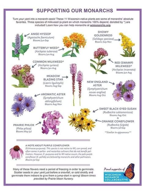 Flowering Shrubs For Shade, Native Plant Landscape, Butterfly Garden Plants, Flower Garden Plans, Shade Shrubs, Asclepias Tuberosa, Prairie Garden, Native Plant Gardening, Echinacea Purpurea