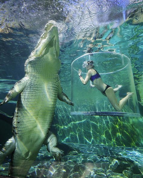 Cage diving with a gigantic crocodile in darwin, australia By  timsamuel Darwin Australia, Kolam Air, Saltwater Crocodile, Great Pyramid Of Giza, Bungee Jumping, Animal Magic, Wildlife Photos, Phuket Thailand, Crocodiles