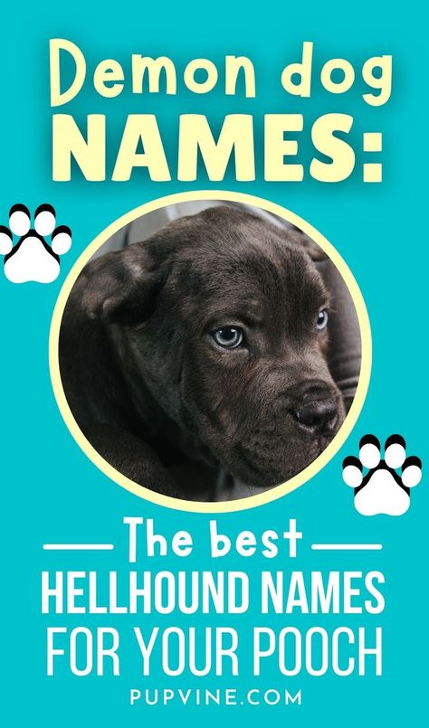 Demon Dog names – A list of the best spooky, dark, and badass names for your own personal Hellhound from mythology and folklore. Scary Names For Dogs, Goth Dog Names, Scary Dog Names, Witchy Names, Scary Names, Husky Names, Black Husky, Badass Names, Boy Dog Names