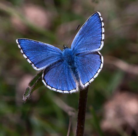 adonis blue butterfly by dave blackwell on 500px Adonis Blue Butterfly, Pretty Bugs, Butterfly Book, Wildlife Illustration, Butterfly Dragon, Butterfly Books, Butterfly Photos, Illustration Ideas, All Things Cute