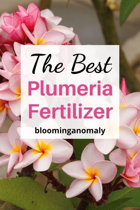 Plumeria Fertilizer Frequently Asked Questions - Blooming Anomaly Plumeria Fertilizer Diy, Plumeria Plant Care, Plumeria Tree Landscape, Plumeria Indoor, Indoor Plumeria, Dividing Plants, Desert Rose Care, Plumeria Care, Plant Knowledge