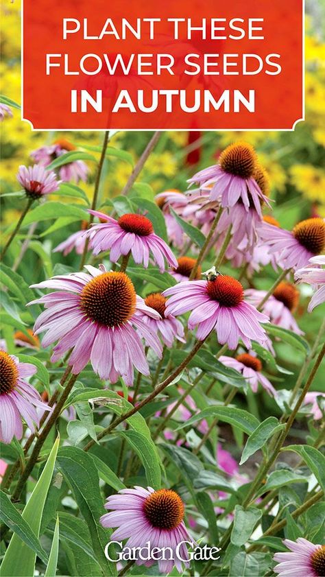 Fall Planting Perennials, Planting Flowers From Seeds, Fall Flowers Garden, Fall Garden Vegetables, Magic Garden, Garden Yard Ideas, Late Fall, Fall Plants, Perennial Garden