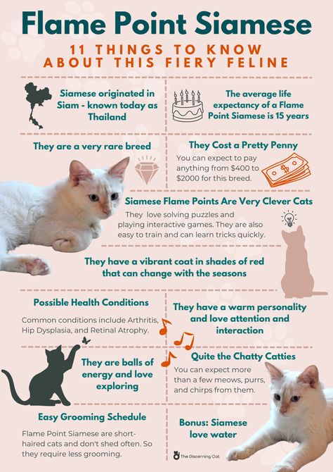 Everything you need to know about the Flame Point Siamese Cat Fire Point Siamese Cat, Flame Point Siamese Kitten, Flame Point Siamese Cats, Red Point Siamese, Siamese Flame Point, Siamese Cat Tattoos, Cat Knowledge, Flame Point Siamese, Flame Point