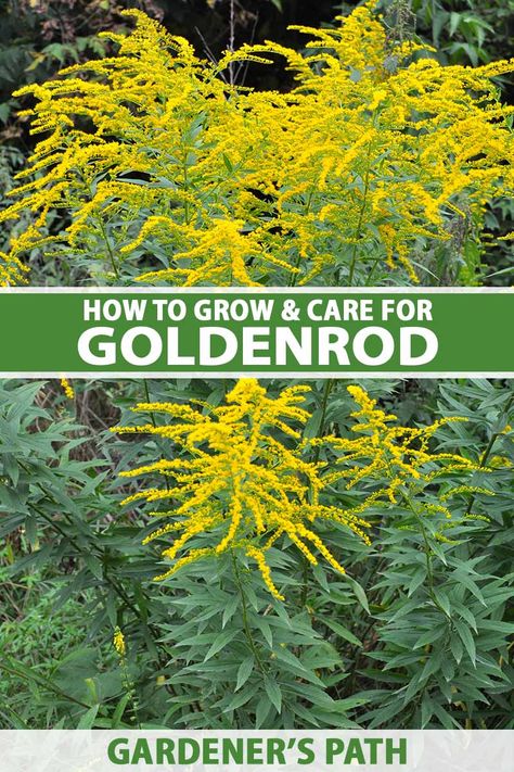 Goldenrod Plant, Permaculture Guilds, Michigan Garden, Native Landscaping, Goldenrod Flower, Medicinal Weeds, Full Sun Flowers, Medicine Garden, Garden Planning Layout