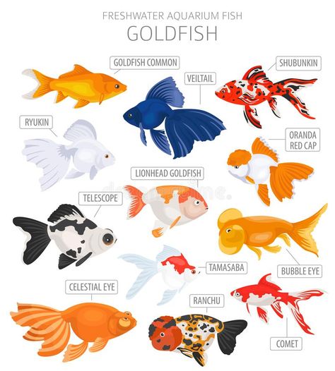 Croquis, Aesthetic Fish, Goldfish Types, Fish Aesthetic, Goldfish Aquarium, Pet Goldfish, Fish Tank Themes, Goldfish Tank, Fish Icon