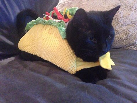 Taco | 16 Adorable Pets Who Dressed Up As Food For Halloween Taco Taco Cat, Pet Halloween Costumes, Cat Halloween Costume, Pet Day, Halloween Animals, Cat Costumes, Pet Costumes, Cat Clothes, Costume Halloween