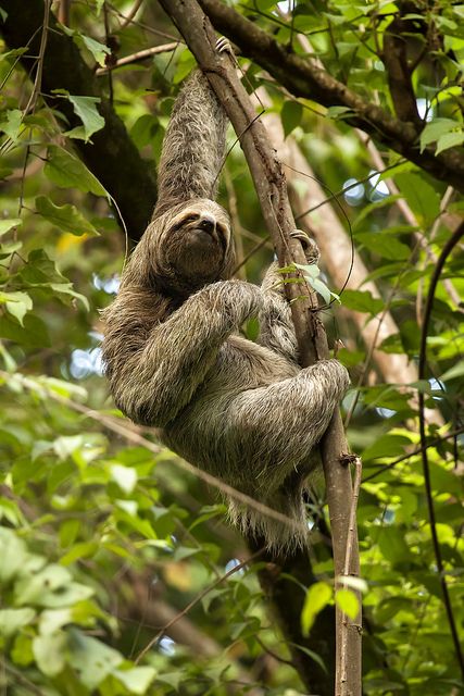 Three-toed sloth hanging onto a tree by pics721, via Flickr Pictures Of Sloths, Sloth Photos, Costa Rica Animals, Sloth Drawing, Costa Rica Wildlife, Sloth Hanging, Three Toed Sloth, Manuel Antonio National Park, Sloth Life